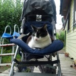 #SilentSunday – 11th August 2013